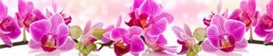 skinali орхидеи